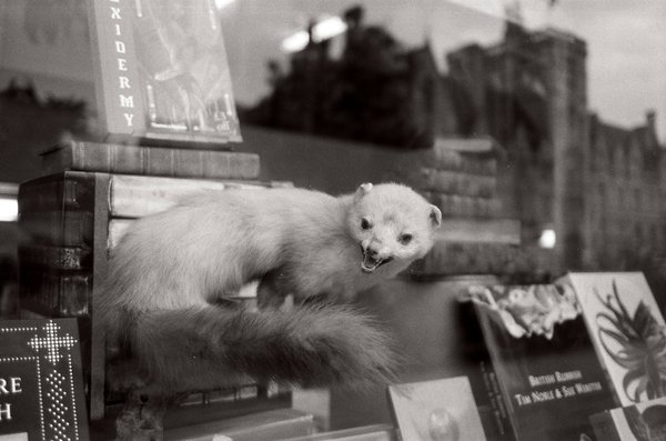 What Are the Best Diet Adjustments for an Overweight Ferret?