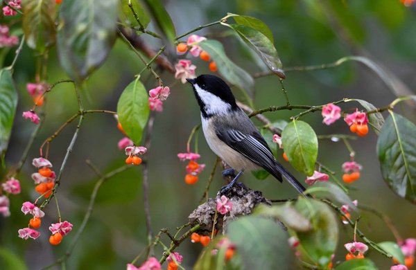How to Set Up a Stimulating Environment for an African Grey Parrot?
